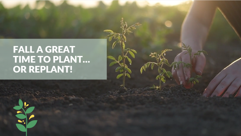 Fall A Great Time to Plant…or Replant!