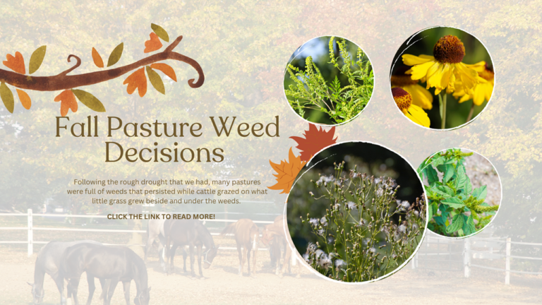 Fall Pasture Weed Decisions