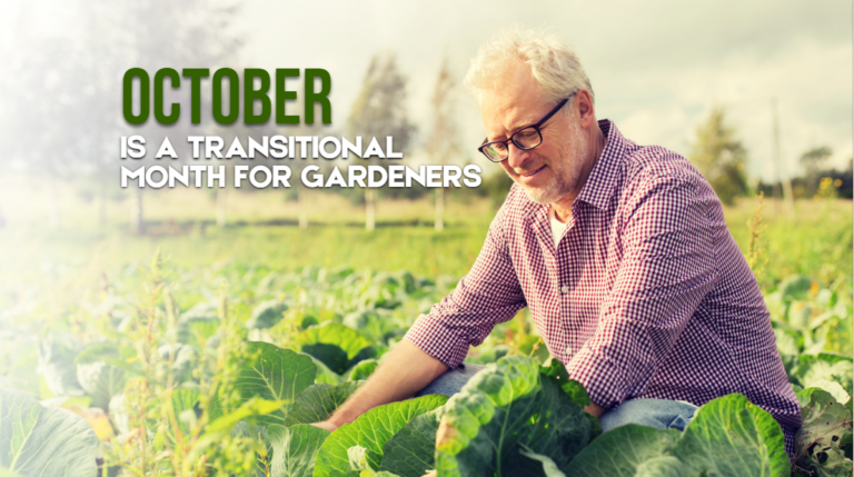 October is a Transitional Month for Gardeners