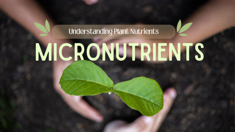 Understanding Plant Nutrients – Micronutrients