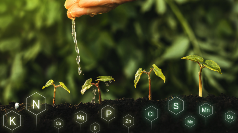 Understanding Plant Nutrients – Phosphorous and Potassium