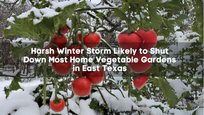 Harsh Winter Storm Likely to Shut Down Most Home Vegetable Gardens in East Texas.