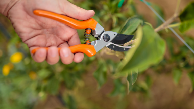 Pruning Trees and Shrubs