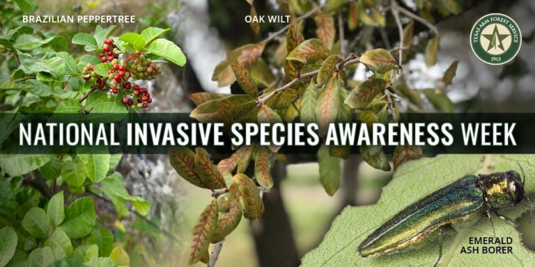 Mitigating the Impacts of Invasive Species in Texas