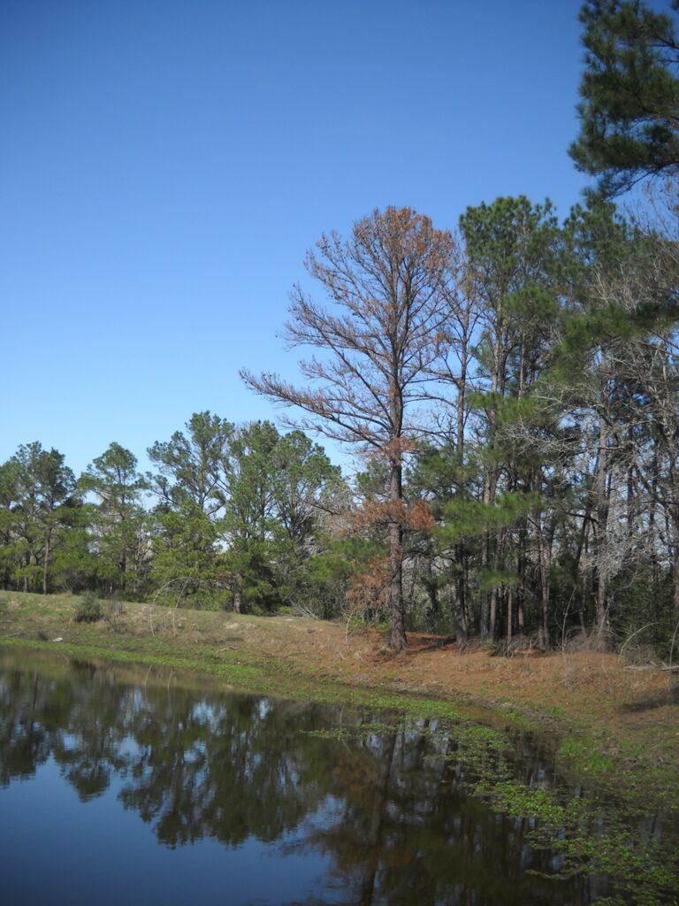 Extreme Environmental Conditions Make Texas Trees Susceptible to Secondary Stressors