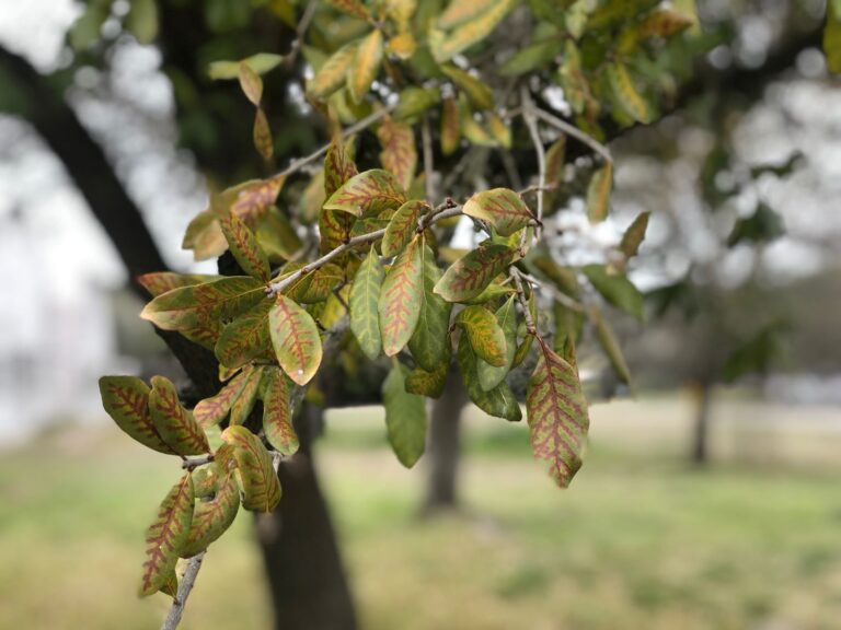 Prevent the Spread of Oak Wilt in Texas