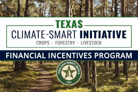 Financial Incentives Program Aids Forestry Climate Solution Practices Financial Incentives Program Aids Forestry Climate Solution Practices