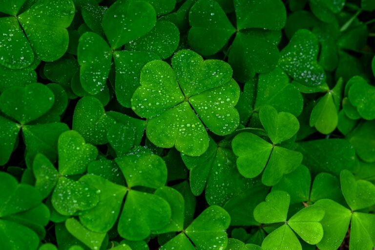 The Origins of St. Patrick’s Day and the Tradition of Wearing Green