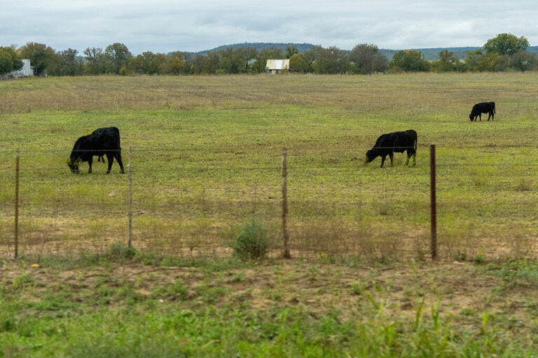 Virtual East Texas Pasture Management Program Set April 5