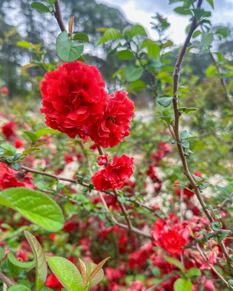 America’s Rose Garden 2024 Season Opens