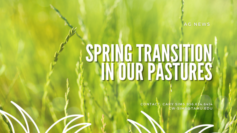 Spring Transition in Our Pastures