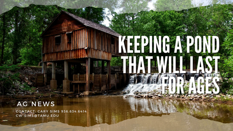 Keeping A Pond That Will Last for Ages  