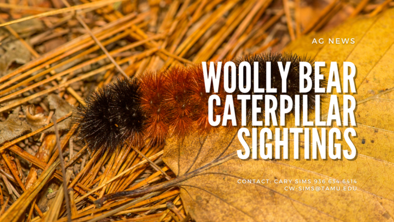 Woolly Bear Caterpillar Sightings