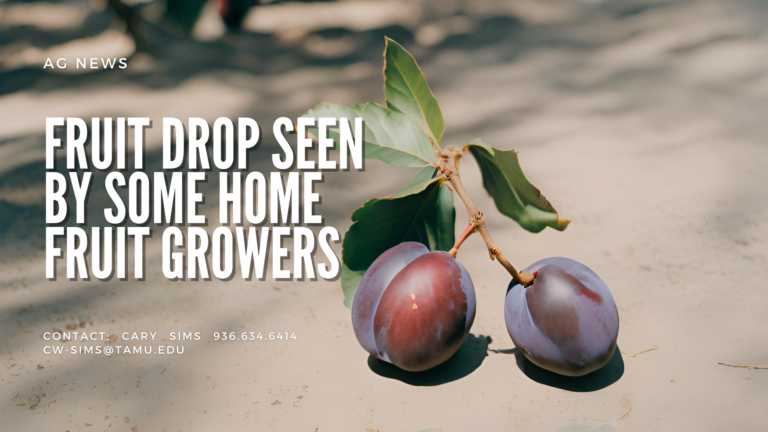 Fruit Drop Seen by Some Home Fruit Growers