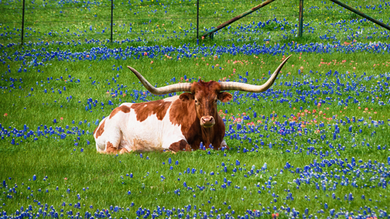 Capitol Update: Key Initiatives from Texas House Committees on Agriculture, Livestock, and Natural Resources