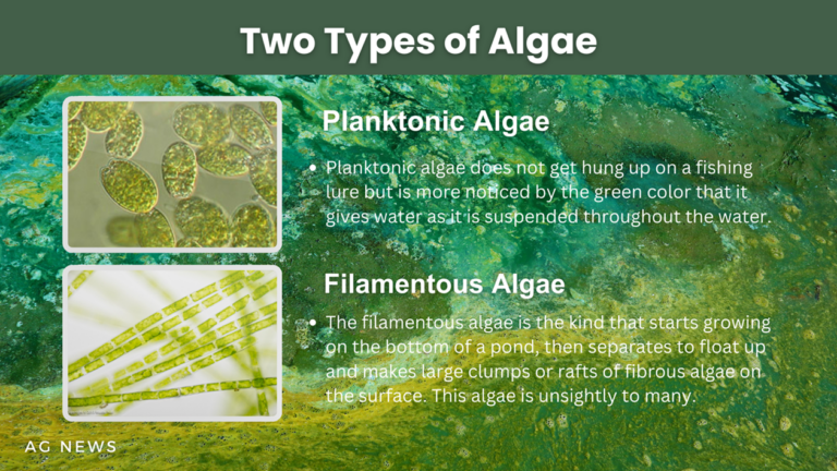 A Tale of Two Algae A Tale of Two Algae