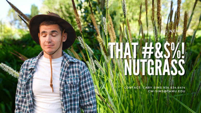 That #&$%! Nutgrass