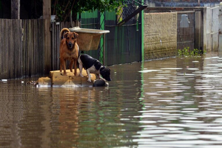 Caring for Pets During a Hurricane: Essential Tips for Texas Forest Country Residents