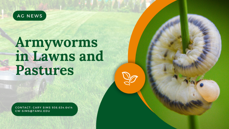 Armyworms in Lawns and Pastures