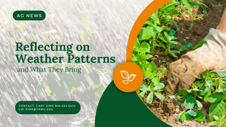 Reflecting on Weather Patterns and What They Bring