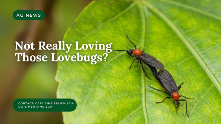 Not Really Loving Those Lovebugs?