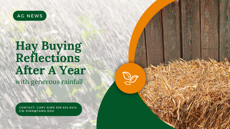 Hay Buying Reflections After A Year with Generous Rainfall 