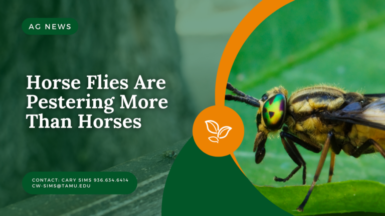 Horse Flies Are Pestering More Than Horses