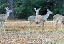 White-Tail Deer Season in Texas Forest Country
