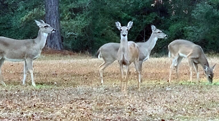 White-Tail Deer Season in Texas Forest Country