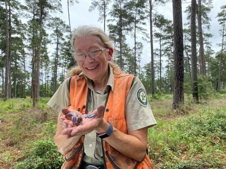 Red-Cockaded Woodpecker Endangered Classification Downlisted Red-Cockaded Woodpecker Endangered Classification Downlisted