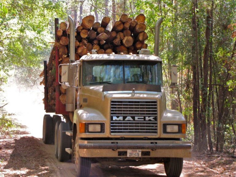 Profit from Timber Harvest Provides Scholarships to College Students