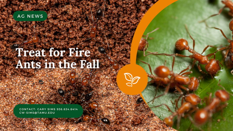 Treat for Fire Ants in the Fall