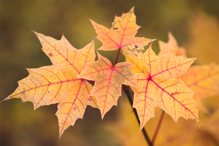 Fall Festival and Antique Tractor Show