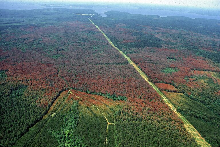 Cost-Share Program Available to Help Prevent Southern Pine Beetle Threats