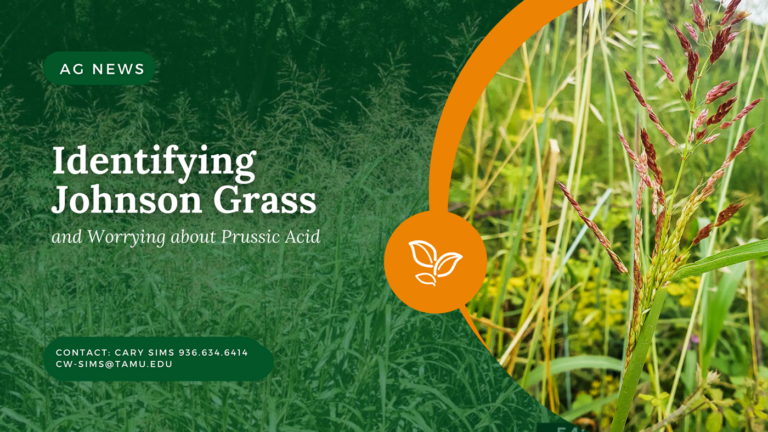Identifying Johnson Grass and Worrying about Prussic Acid Identifying Johnson Grass and Worrying about Prussic Acid