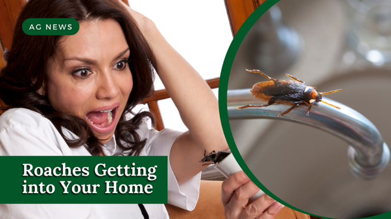 Roaches Getting into Your Home