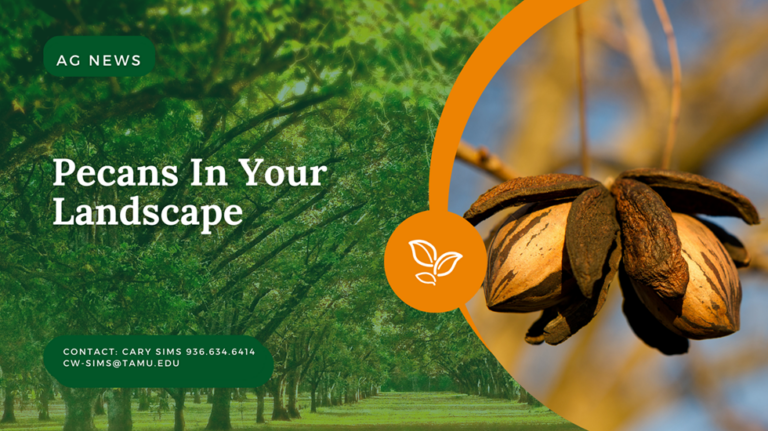 Pecans In Your Landscape