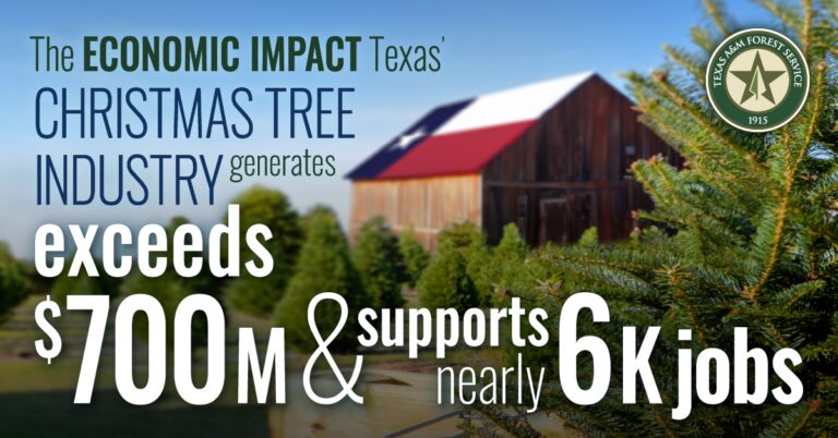 Real Texas Christmas Trees Boost Economy, Agritourism Shows Continued Growth