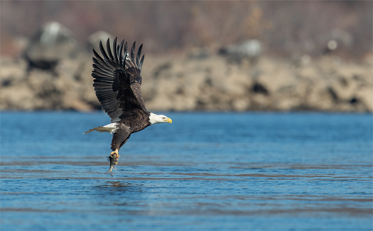 Majestic Winter Visitors: Your Guide to Eagle Watching at Lake Sam Rayburn