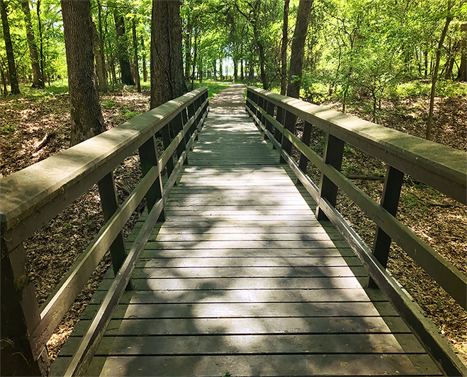 The Azalea Trail: A Peaceful Walk Down a Beautiful Path The Azalea Trail: A Peaceful Walk Down a Beautiful Path