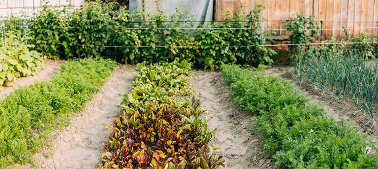 Getting Your Garden Ready for Spring Success