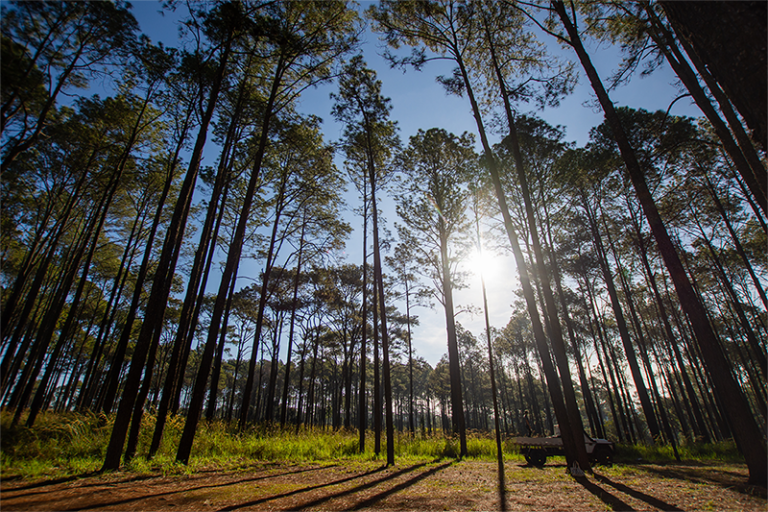 The Timber Legacy: How Logging Shaped East Texas’ Piney Woods