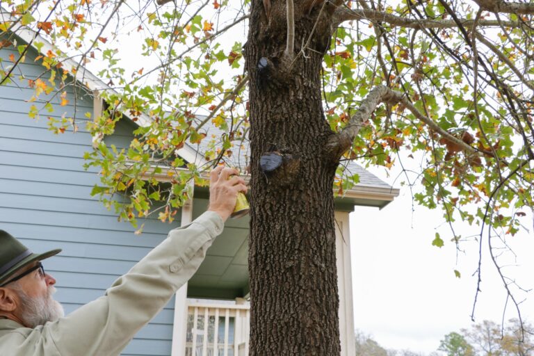 Oak Wilt Cost-Share Program Available to Help Minimize The Spread of Oak Wilt in Texas
