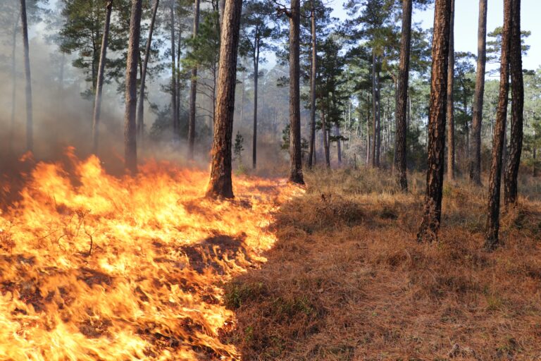 Texas A&M Forest Service Awards $951,000 to Landowners for Prescribed Fire