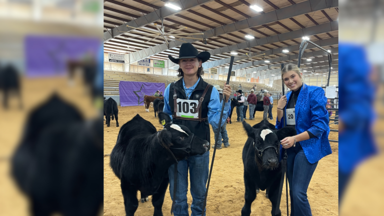 Chloe and Mason Stafford Show Family Raised Beef Heifers at The Angelina County Fair