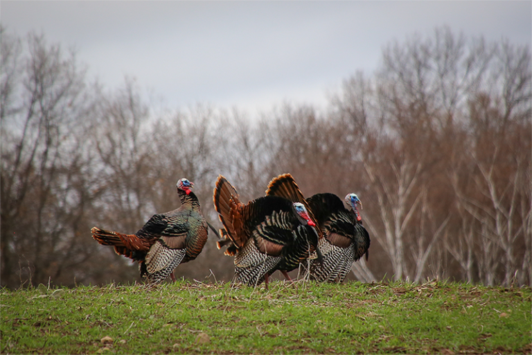 Spring Turkey Hunting Season: What You Need to Know