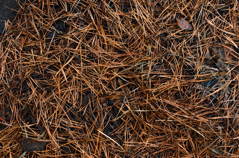 8 Essential Spring Cleaning Tips for Managing Pine Needles Around Your Home