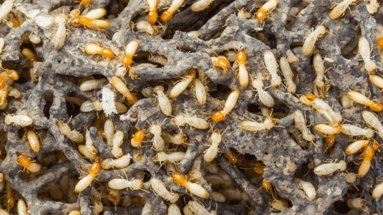 Termite Swarms Sighted