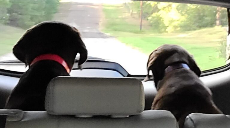 Summer Pet Safety Tips