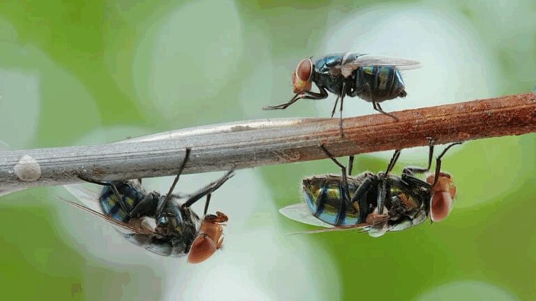 Horn Flies